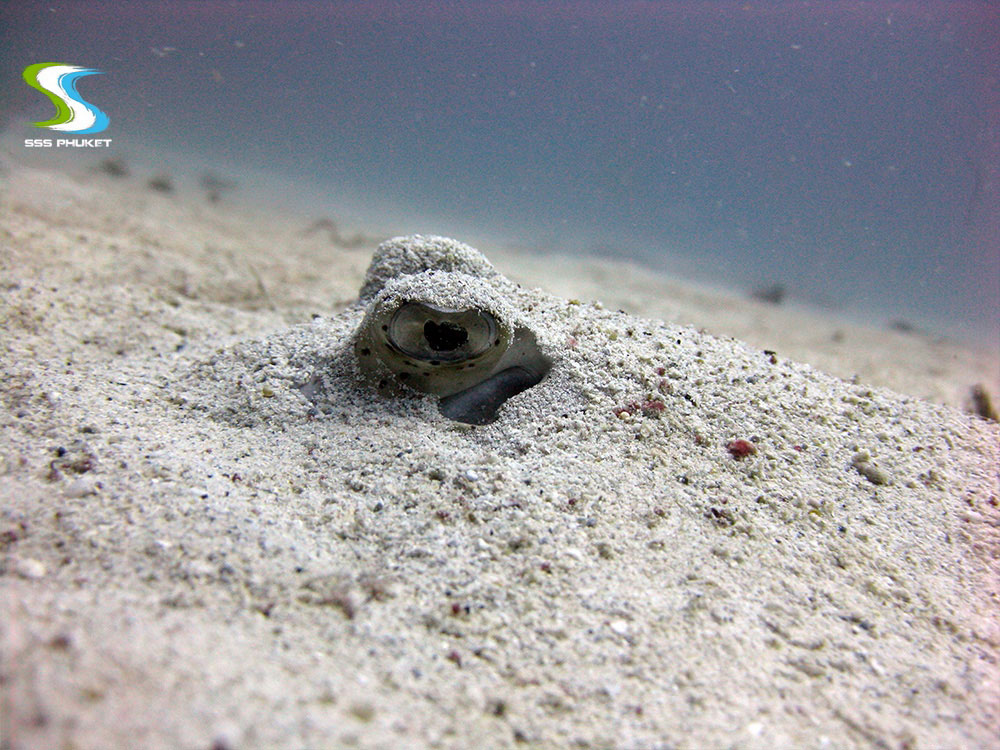 Racha Noi diving