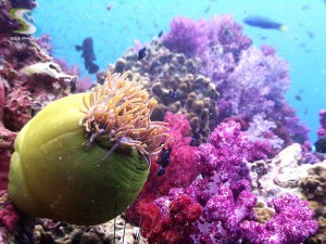 Shark point anemone scuba diving Phuket