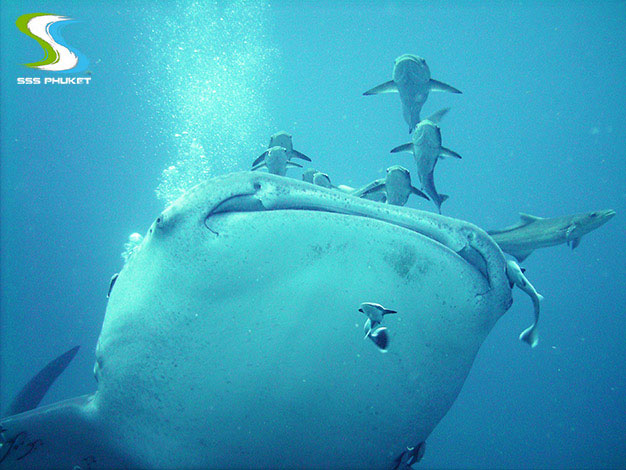 King Cruiser Diving