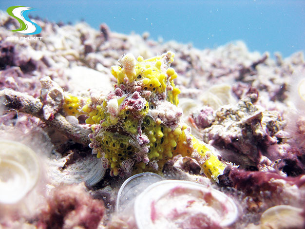 Racha Noi diving