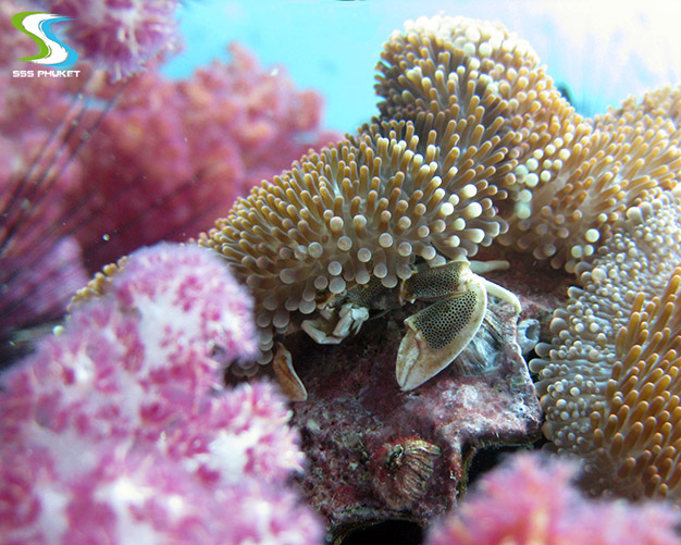 plongée à Anemone Reef - anémone 2