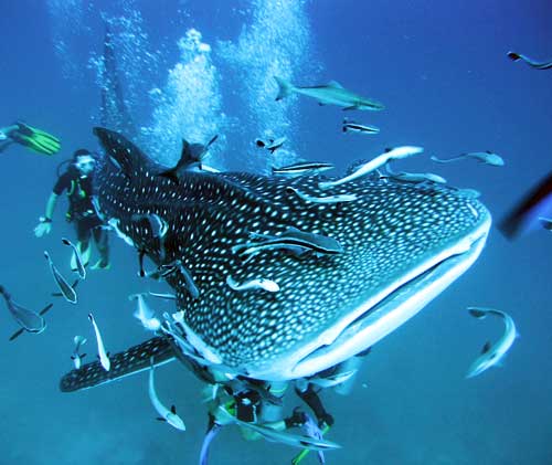 whale shark