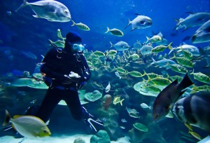 Box Scuba Diving