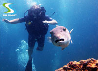 Padi Open Water Phuket