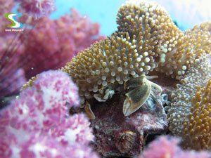 coral island underwater
