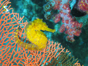 Koh Phi Phi