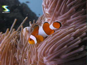 Phuket scuba diving 2 weeks package