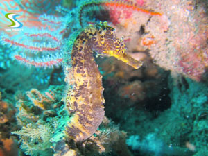 sea horse coral island