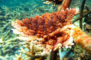 free diving in Phuket 4