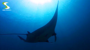 plongée à Phuket racha-noi-manta