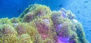 phuket scuba diving anemone-reef