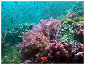 phuket scuba diving coral koh dok mai