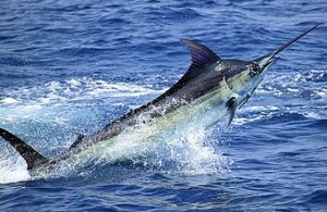 plongée à Phuket racha yai marlin-bleu