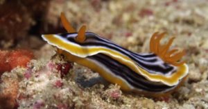 phuket scuba diving nudibranche