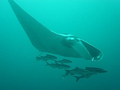 phuket scuba diving similan manta ray
