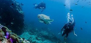 phuket scuba diving shark-point