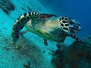 plongée à Phuket tortue