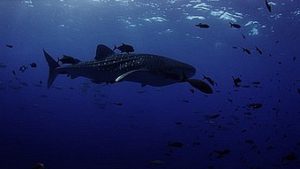 plongée à Phuket koh-racha-noi requin-baleine