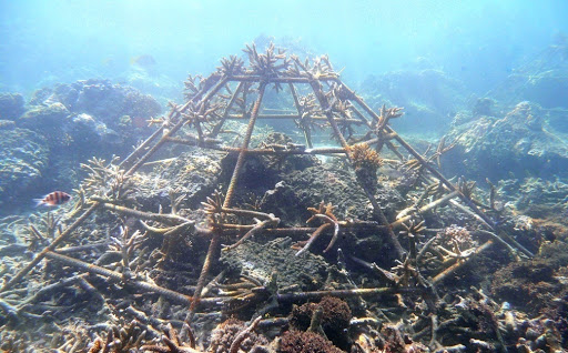 sss phuket coral reef creator structure