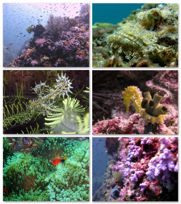 Anemone Reef Diving