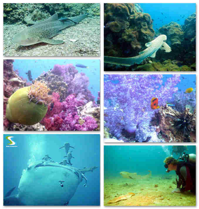 shark-point-diving sss phuket