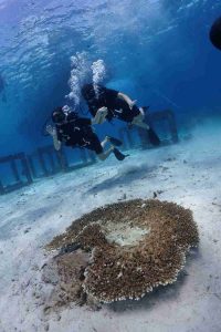 bungalow bay - Racha yai diving