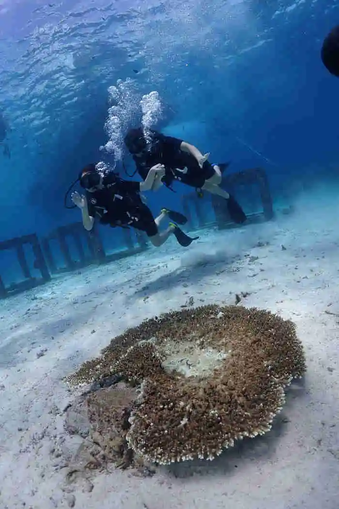 Bungalow Bay Racha Yai diving Phuket