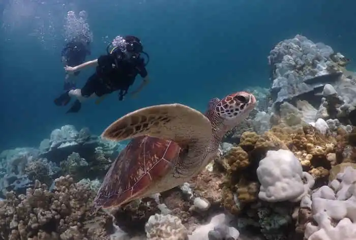 Sea turtle spotted during a dive at Kata Reef, Phuket