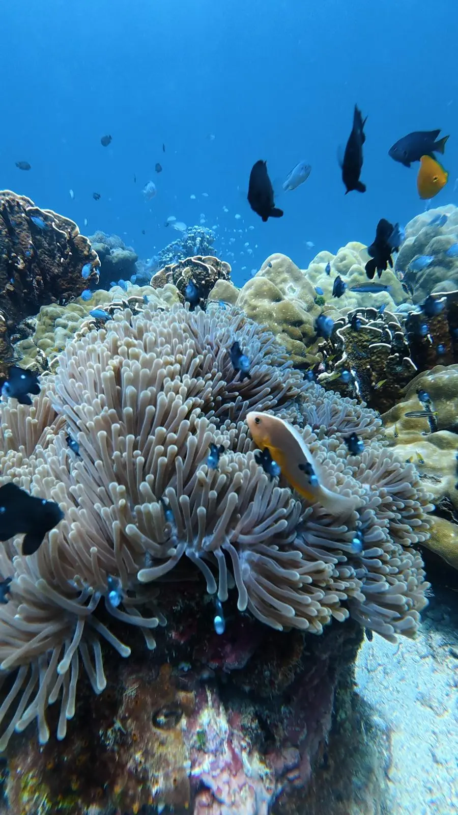 Clownfish in anemone at Racha Noi dive site, Phuket