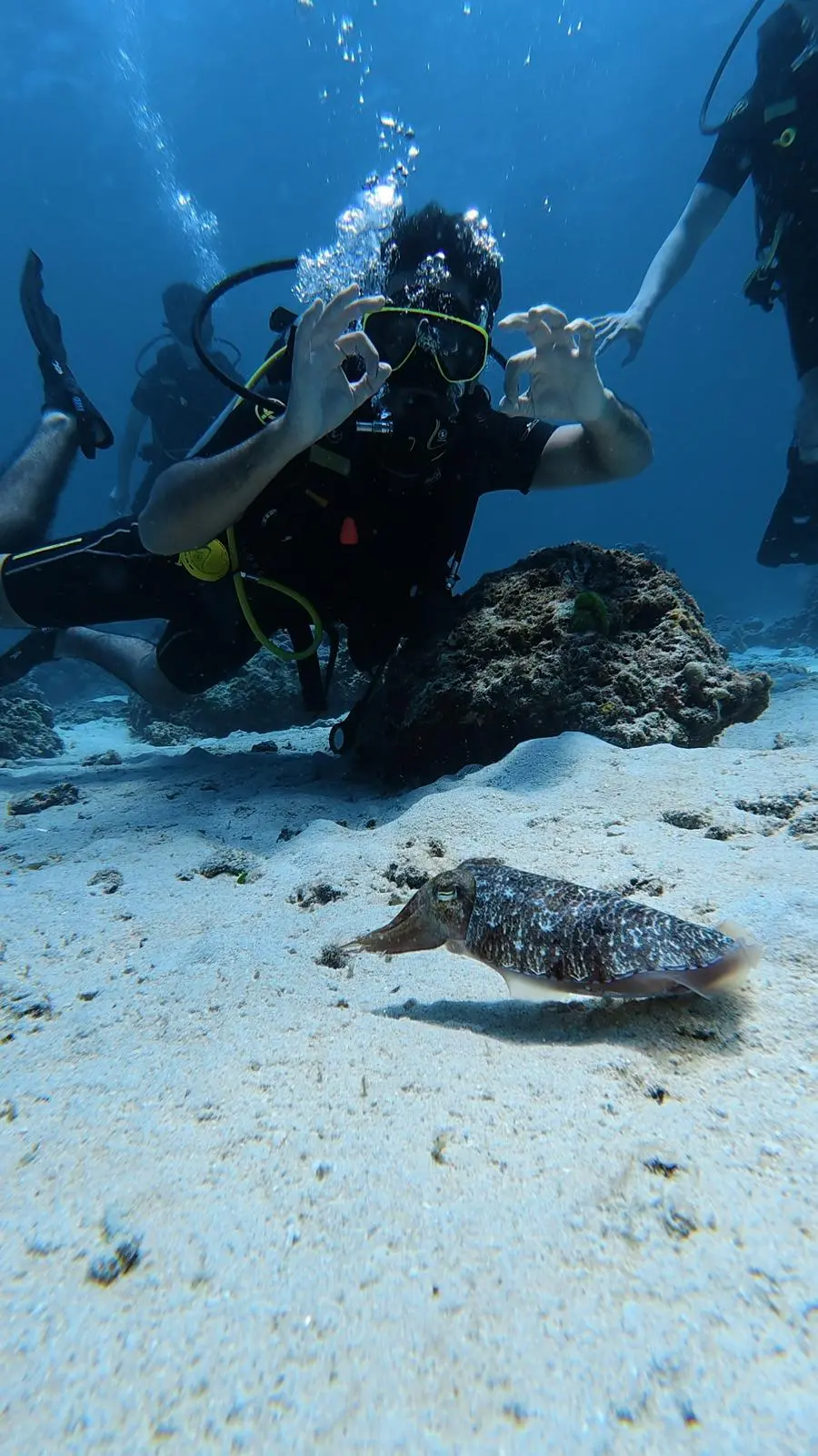 Camouflaged cuttlefish spotted while diving at Racha Noi