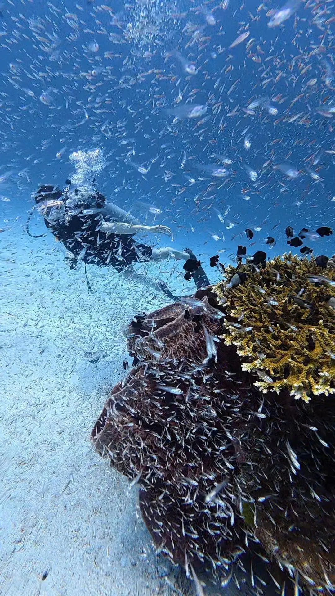 Glass fish shoal at Racha Noi diving spot