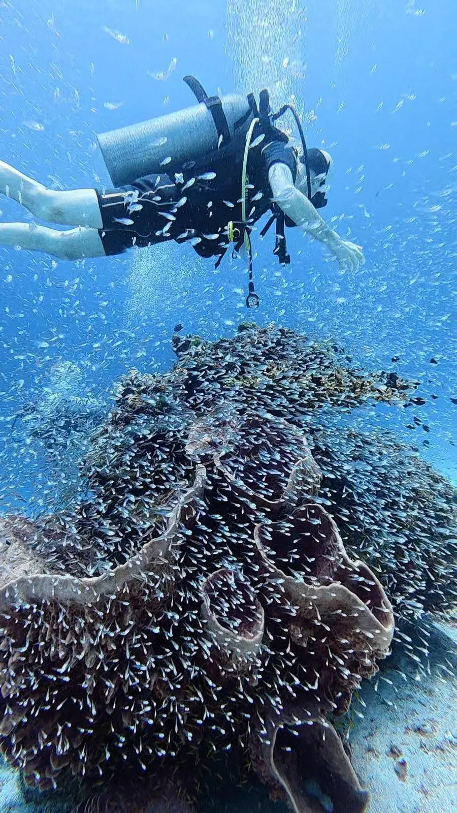 Glass fish sheltering in a gorgonian sea fan at Racha Noi