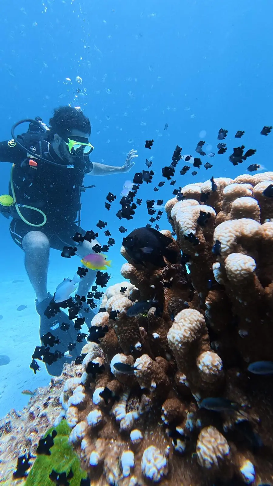 Colorful reef fish at Racha Noi dive site