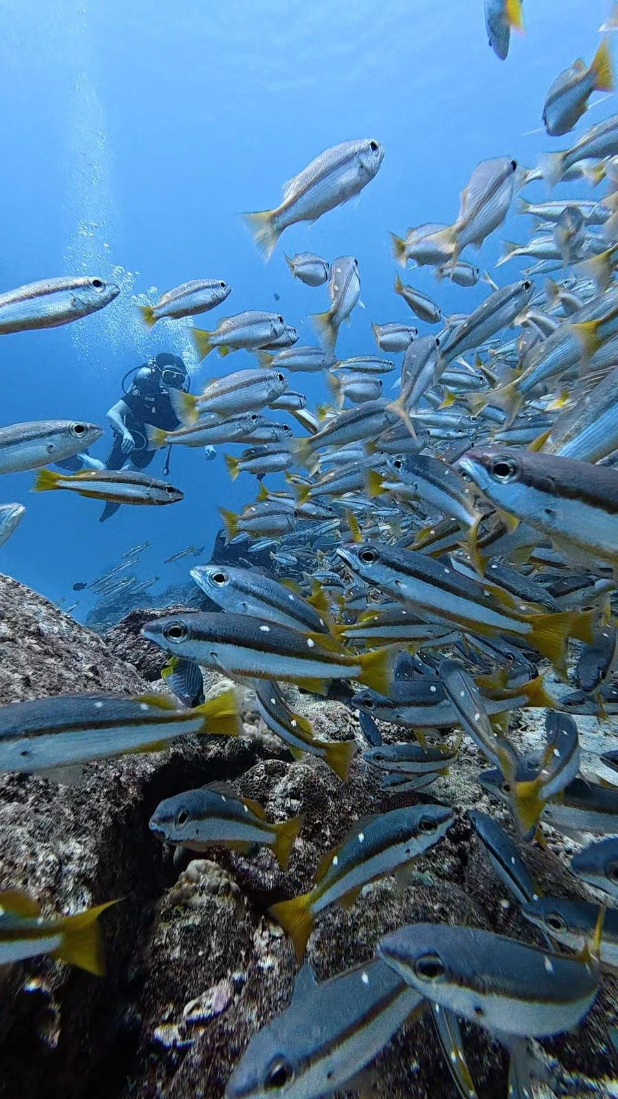 School of snappers at Racha Noi Bay dive site