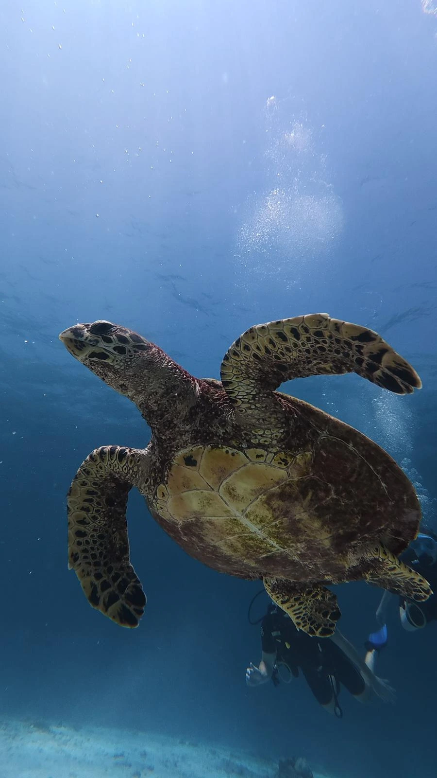 Green sea turtle at Racha Noi dive site, Phuket
