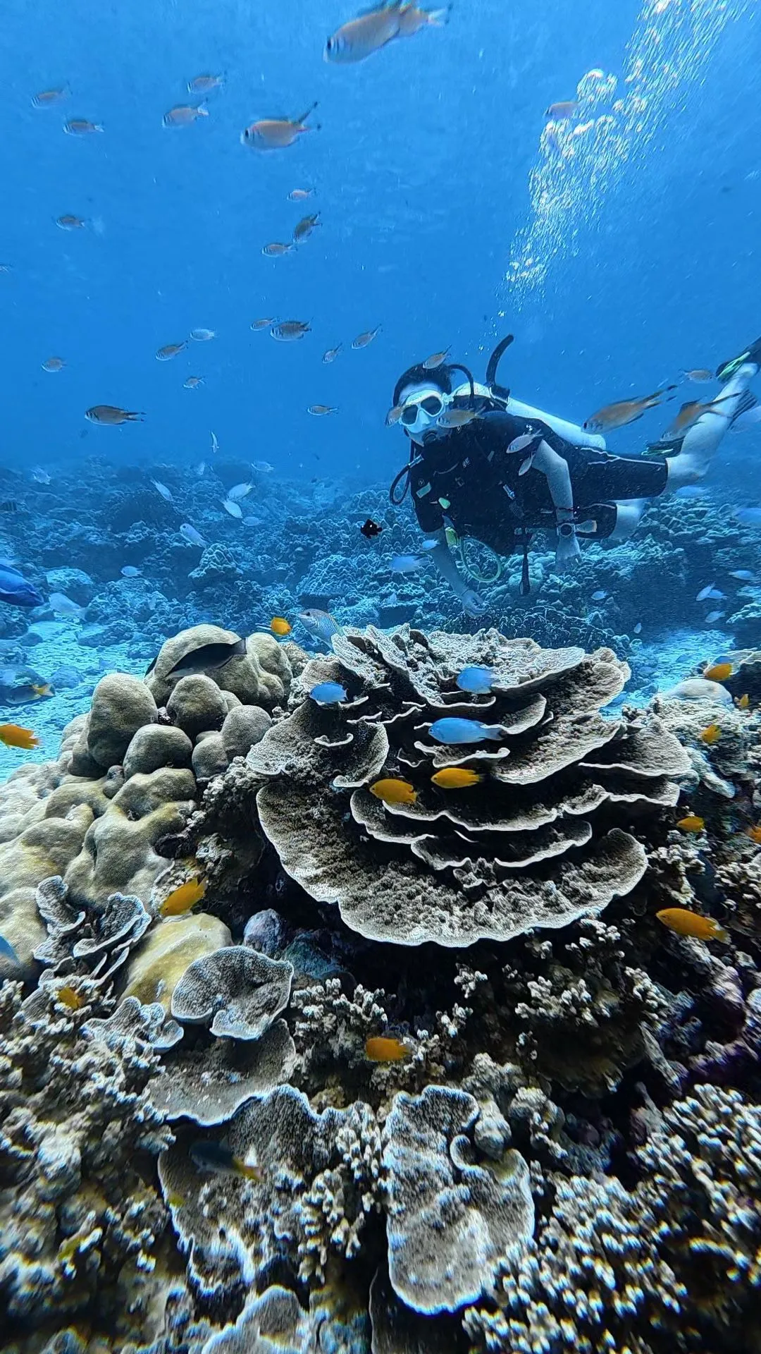 Diver exploring a dive site at Koh Phi Phi with SSS Phuket