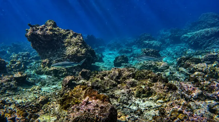 Black-tip reef shark swimming at Koh Phi Phi