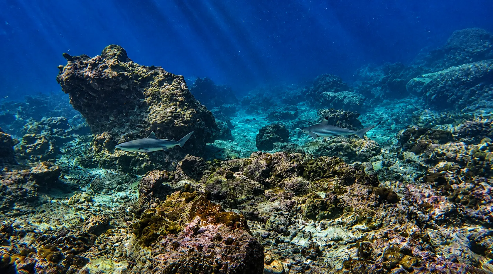 Black tip reef shark at Koh Phi Phi dive site