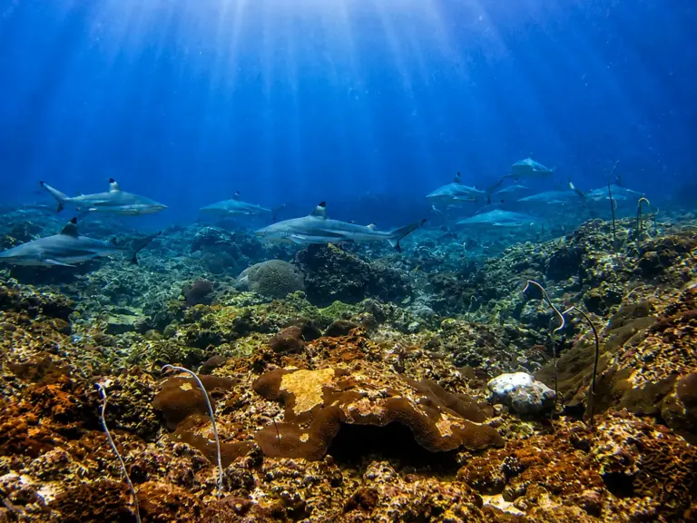 Black-tip reef sharks at Koh Phi Phi