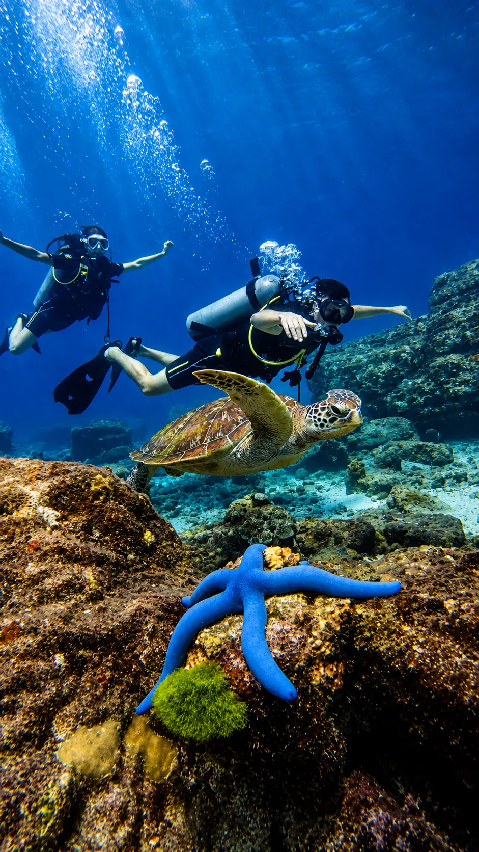 Sea turtle spotted while diving at Phi Phi
