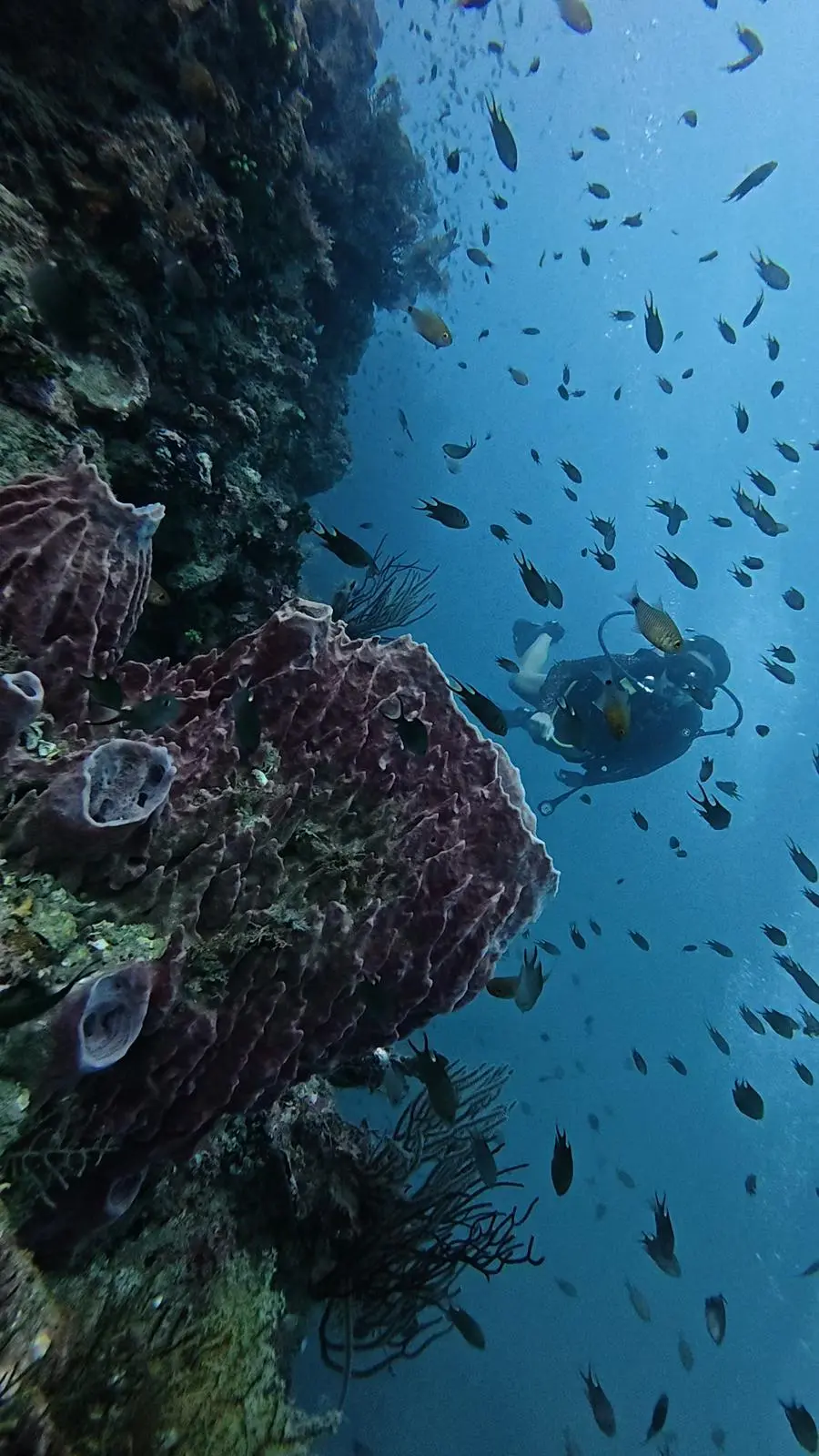 Diver along a coral wall at Phi Phi