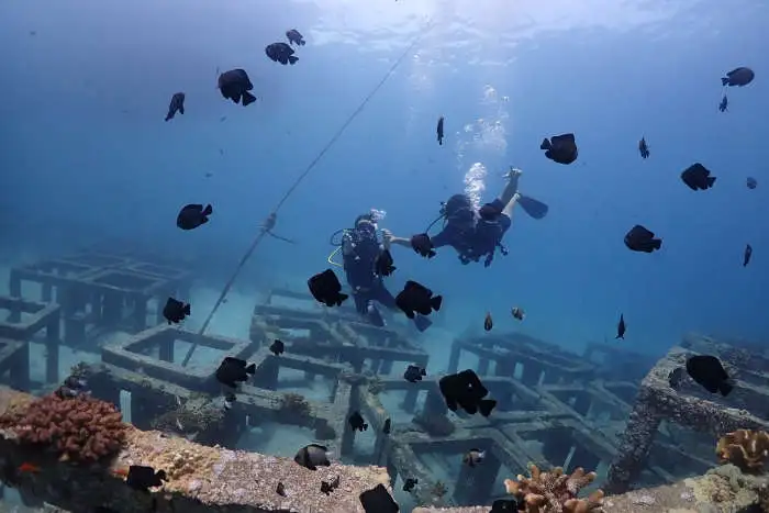Staghorn Reef dive site at Racha Yai Bay 3, Phuket