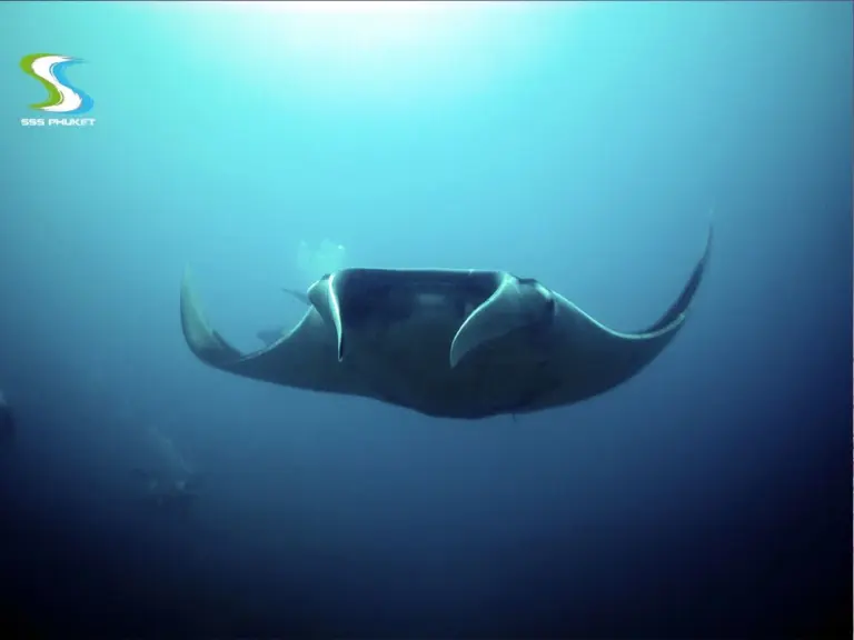 Manta ray gliding at Racha Noi, Phuket